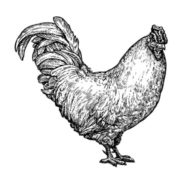 Hand drawn cockerel, cock. Farm animal, chicken, rooster, bird sketch. Vintage vector illustration