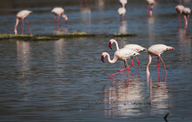 Flamingos