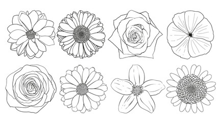 Herbs and Wild Flowers. Botany. Set. Vintage flowers. Black and white illustration in the style of engravings.