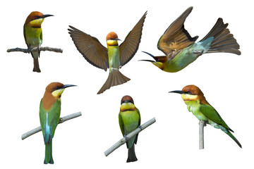 ฺBird, Chestnut-headed Bee-eater isolated on white background