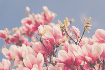 Rosa Magnolienblüten im Frühling, blauer Himmel