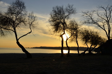 Obraz premium Sahil de ağaç silüetleri