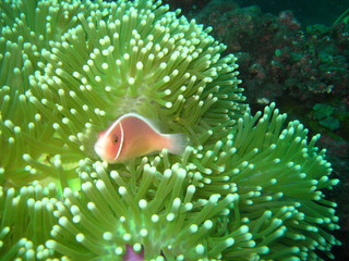 Anemonenfisch