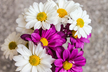 Violet and White Daisies