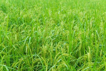 Rice field with paddy
