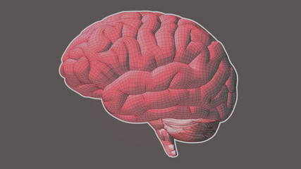 Pink wireframe brain side view on brown BG