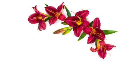 Daylily (Red Magic) on a white background with space for text. Top view, flat lay