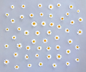 White chamomiles on a gray paper background. Top view, flat lay 
