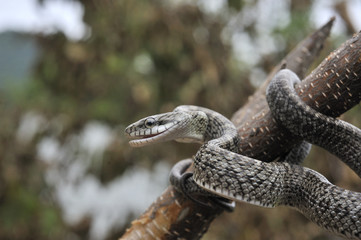 アオダイショウ