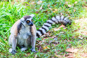 Ring-tailed lemur or Lemur catta