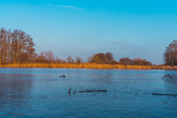 Submerged tree branches in a tranquil pond