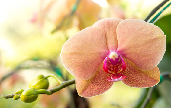 Fototapeta Phalaenopsis orchid flower