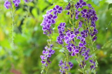 Duranta repens many beautiful purple flowers in the garden.