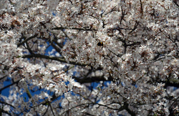 Obstblüten