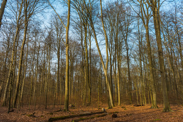 Morning or evening sun on fall woodland