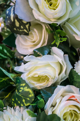 Bloom white rose close up