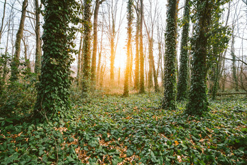 Green ivy on the tree in the forest