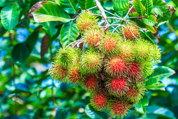 Rambutan is the tropical fruit of Thailand