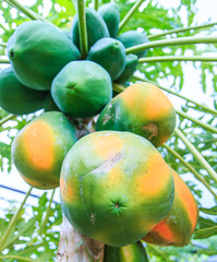 Papaya on the tropical tree in garden