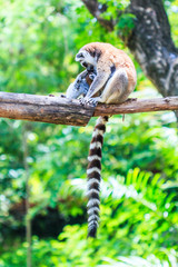 Ring-tailed lemur or Lemur catta