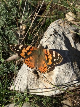 farfallina