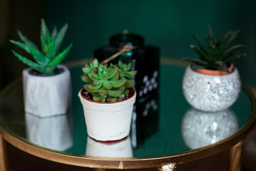 Green succulents, in a white modern vases, glass tabletop