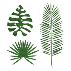 tropical leafs decoration floral vector illustration design