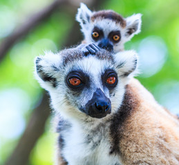 Ring-tailed lemur or Lemur catta © Photo Gallery