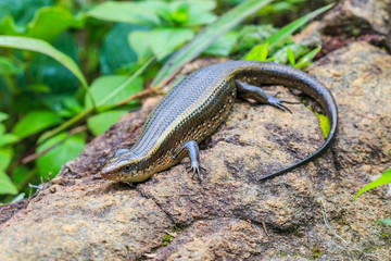 Skink at Doi Inthanon National park in Chiangmai province of Thailand