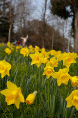 Fototapeta premium Daffodil