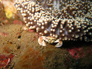 Porzellankrebs