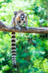 Ring-tailed lemur or Lemur catta © Photo Gallery