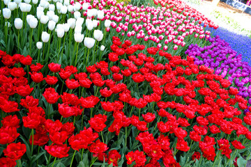 Flower bed of colourful tulips in spring. Keukenhof park Netherlands.