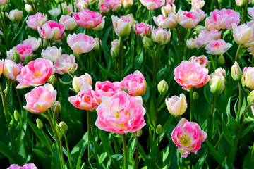 Flower bed of colourful tulips in spring. Keukenhof park Netherlands.