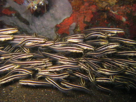 Korallenwelse