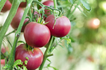 Close-up of tomato plants with fresh tomatoes in the garden, selective focus.