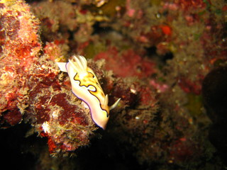Nudibranch