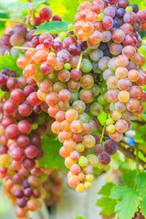 Grapes at winery yard