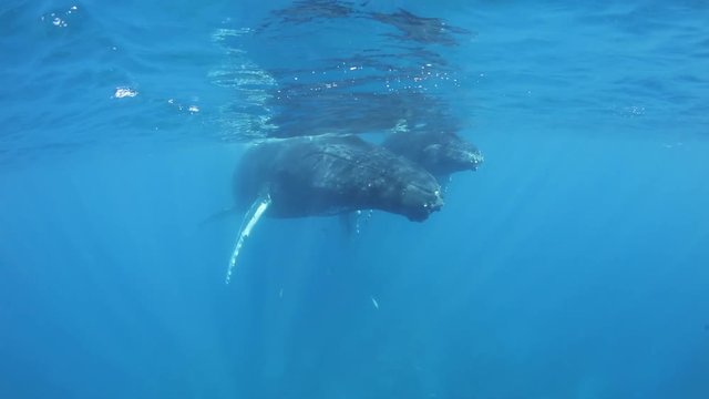 Humpback Whales at Surface of Caribbean Sea