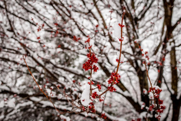 Isolated branch with red blossoms. Isolated tree branch with red flowers. Abstract nature art. Minimal nature design and art. Winter background snowing landscape. 