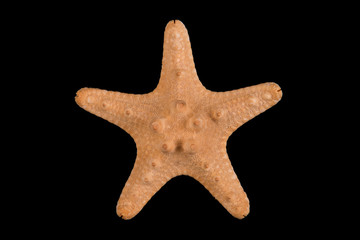 starfish on black background