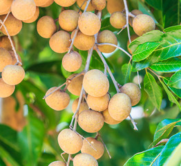 Longan orchards, it is the tropical fruit in Thailand