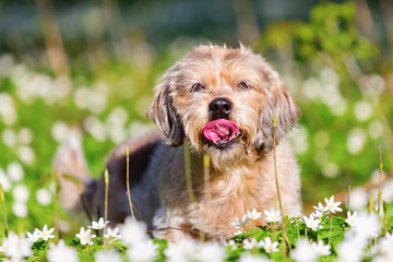 small old dog in the thimbleweeds