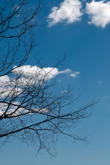 Branches and sky