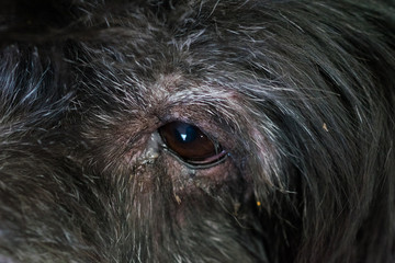 mongrel dog dog close up of the eyes