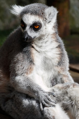 Portrait of lemur curiously looking
