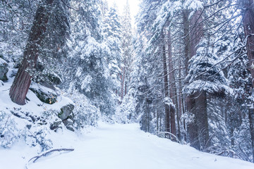 Snow covered road in forest