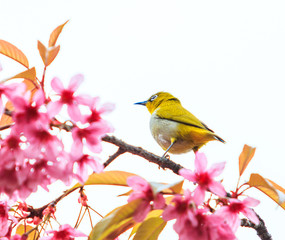 White-eye bird and Cherry blossom or Sakura 