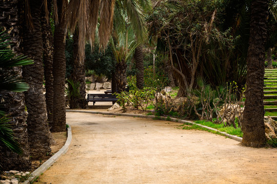 Paisaje de un camino en un parque con palmeras al aire libre