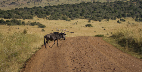 Wilderbeast crossing the road